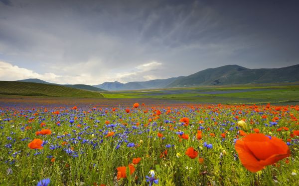 blomster,Italia,2048x1280 px,cornflowers,landskap,eng