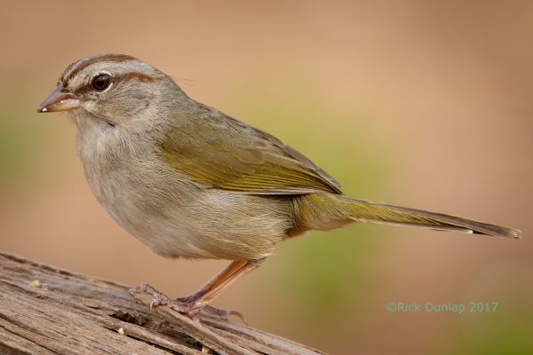 uccelli, ramo, natura, becco, passero, animali