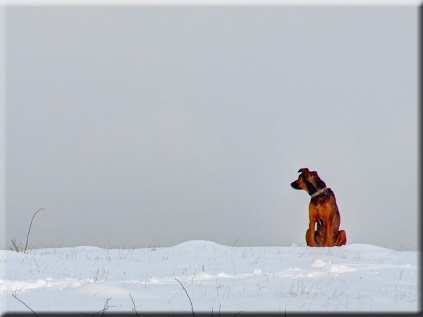 Schnee,снег,Холм,Зима,собака,Olympus