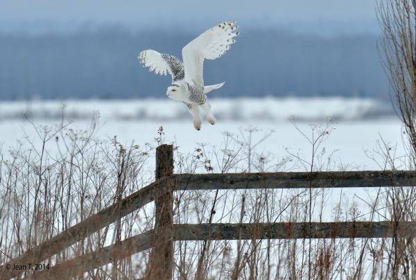 natur,himmel,sne,vinter,vand,træ