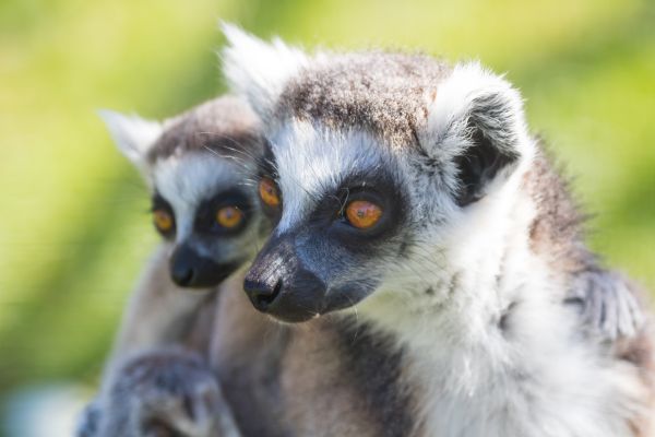 動物園,ジオロケーション,動物,キツネザル,ringtailedlemur,Djur