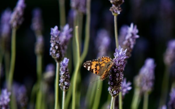 lilla,sommerfugl,insekt,orange,lavendel,pollen