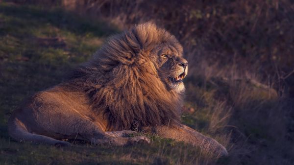 Etobur,Felidae,Masai aslan,aslan,büyük kediler,Bıyık