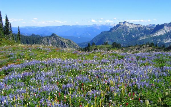 cielo,paesaggio,montagne,fiori,erba,campo