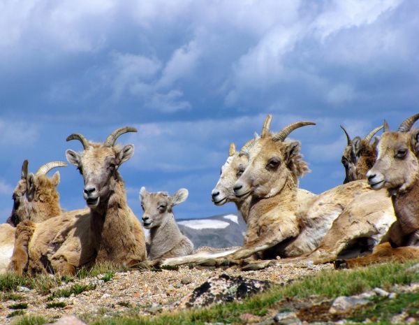 natureza,família,selvagem,EUA,bebê,montanhas