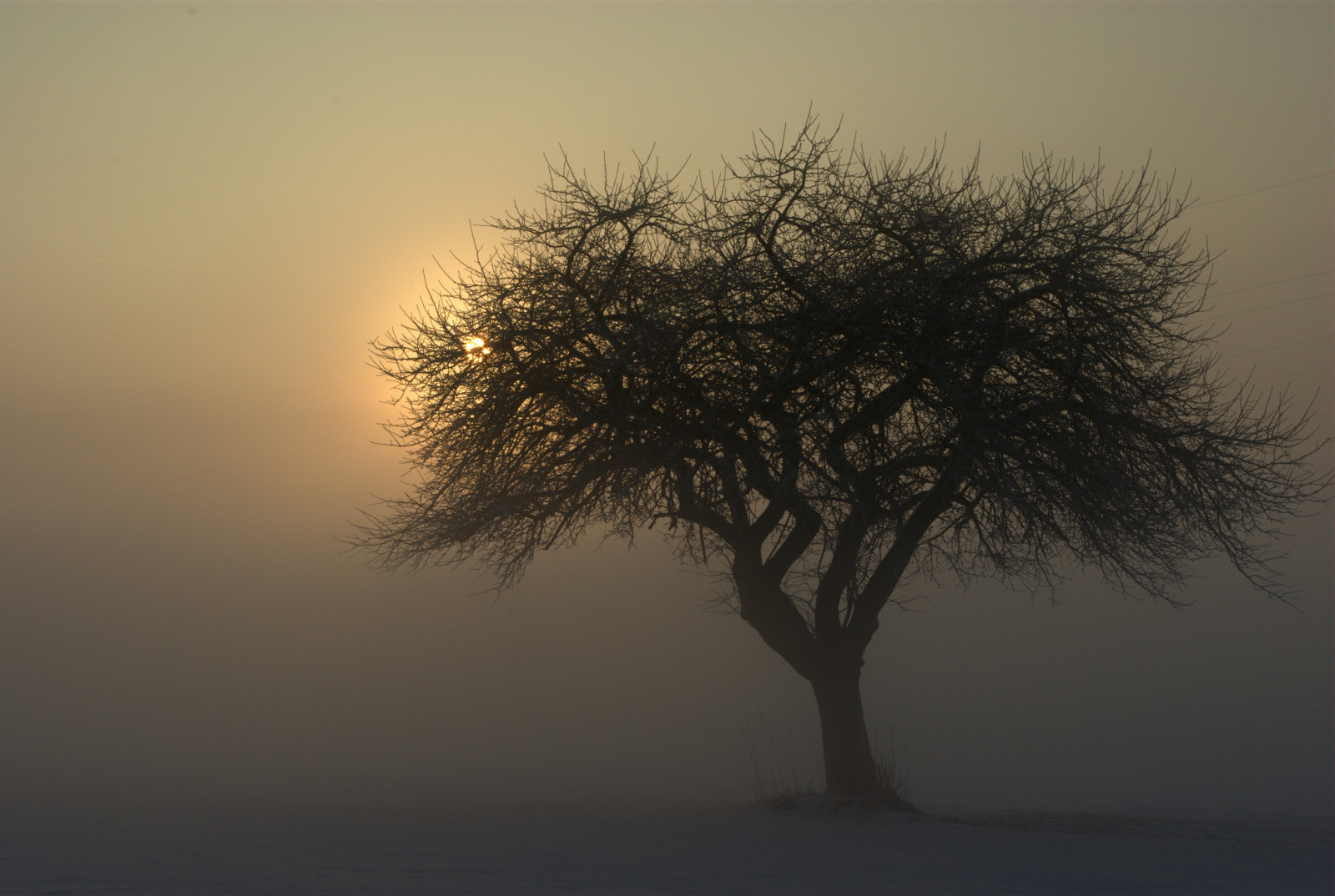 Sonnenlicht, Sonnenuntergang, Himmel, Ast, Sonnenaufgang, Abend, Morgen, Nebel, Frost, Hoffnung, Atmosphäre, Dämmerung, Dunst, Baum, Nebel, Wetter, Dämmerung, Pflanze, Saariysqualitypictures, Elitegalleryaoi, Sonnenaufgang, Mygearandmepremium, Mygearandmebronze, Mygearandmesilver, Mygearandmegold, Schnee, Baum, 1001nächte, 1001nightsmagiccity, Mygearandmeplatinum, Mygearandmediamond, Bestcapturesaoi, Ow, Concordians, Licht, Artofimages, Spiritofphotography, Infinestyle, Pinnaclephotography, Nebel, Feld, Kartpostal, Updatecollection, Aufgeschöpft, Pentaxk200d, Poeexcellence, Atmosphärisches Phänomen, Holzige Pflanze, Pflanzenstamm, gestern, Wonderworldgallery, Fotocommunity, Hoffnung, Whimseyflareorecho