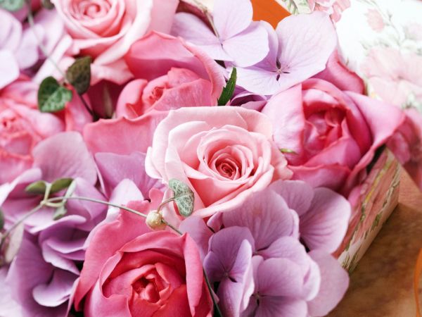 capsule,roses,flowers,buds,close up