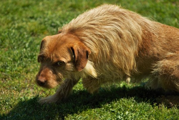 herbe,chien,chiot,mammifère,3872x2592 px,vertébré