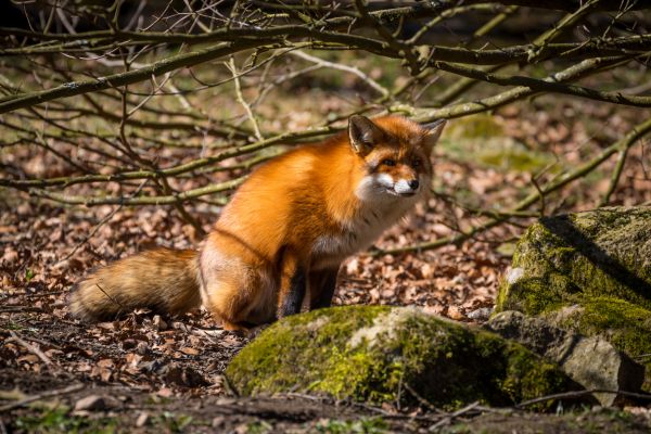 草,野生動物,動物園,狐,動物,ウィスカー