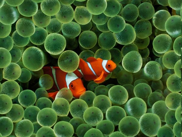 animali,pesce pagliaccio,pesce,mare,1400x1050 px,la società Apple