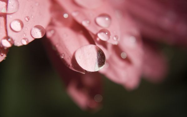 液滴,露,花瓣,形成,特写