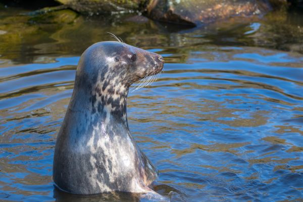 動物,動物園,Djur,シール,ジオロケーション,djurpark