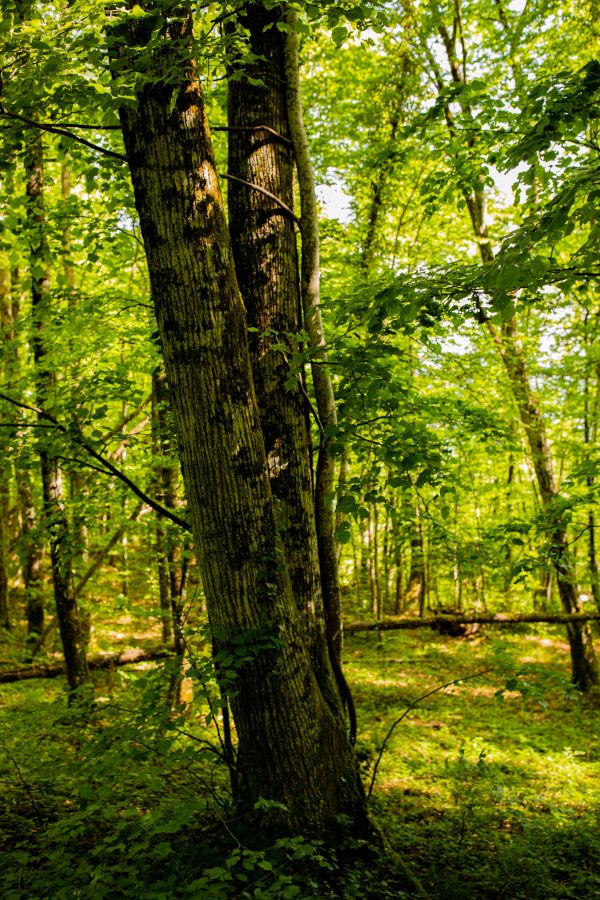 fotografering,utendørs,natur,trær,trebark,skog