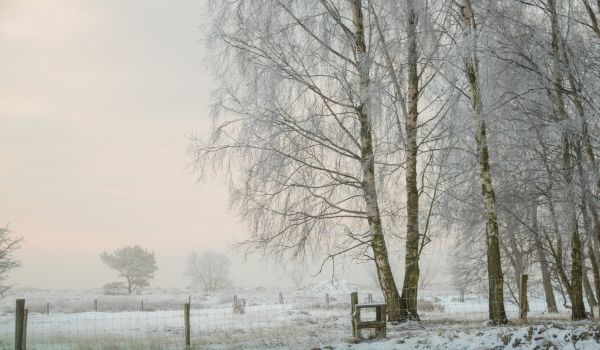 inverno,frio,Vinte,geada,Geolocalização,Rime