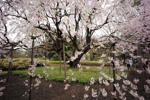 Japon,branche,fleur de cerisier,fleur,printemps,Leica