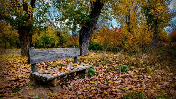 plante,feuille,bois,arbre,Natural landscape,tronc