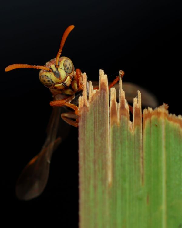 vespe,animali,natura,Dix Balino,macro,le foglie