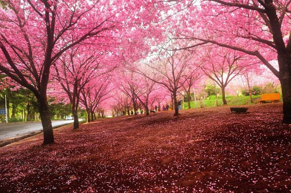 bloem,landschap,natuur,volkeren,sakura,1600x1062 px