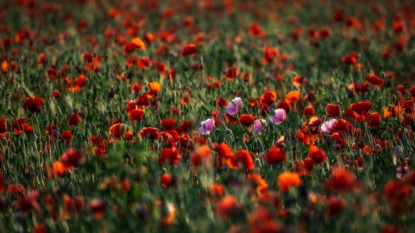 farverig, planter, blomster, udendørs, røde blomster