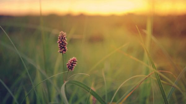 sinar matahari,alam,rumput,fotografi,tanaman,bidang