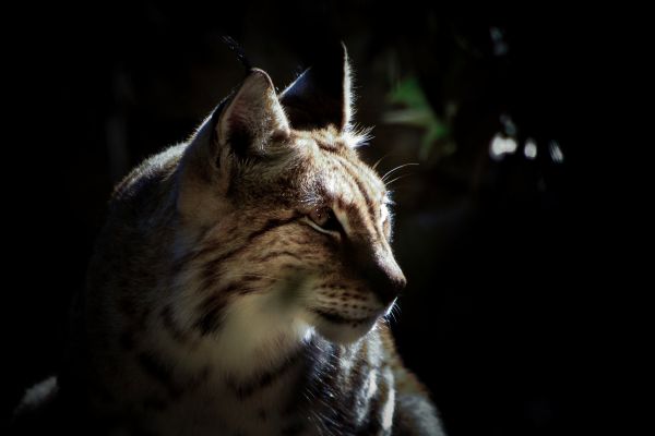 animaux,Lynx,fermer