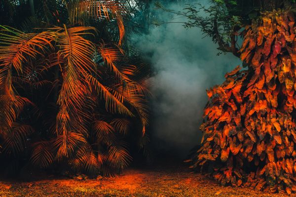 Pflanze, Blatt, Natural landscape, natürlichen Umgebung, Orange, Natur