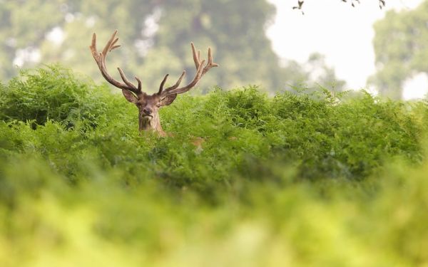 jeleń,Zwierząt,Natura,trawa,głębia pola,gałąź