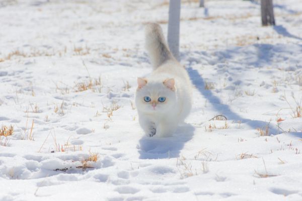 kočky,sníh,zima,zvěř,domácí zvíře,fotografování