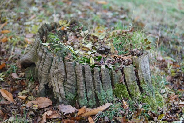 Træstub,natur,græs,blade,træer