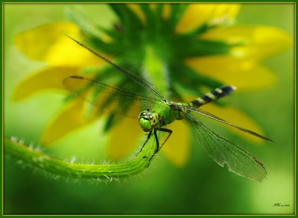 macro,naturaleza,de cerca,flor,verde,amarillo