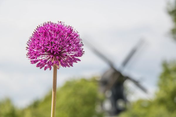 风车,性质,开花,散景,花,厂