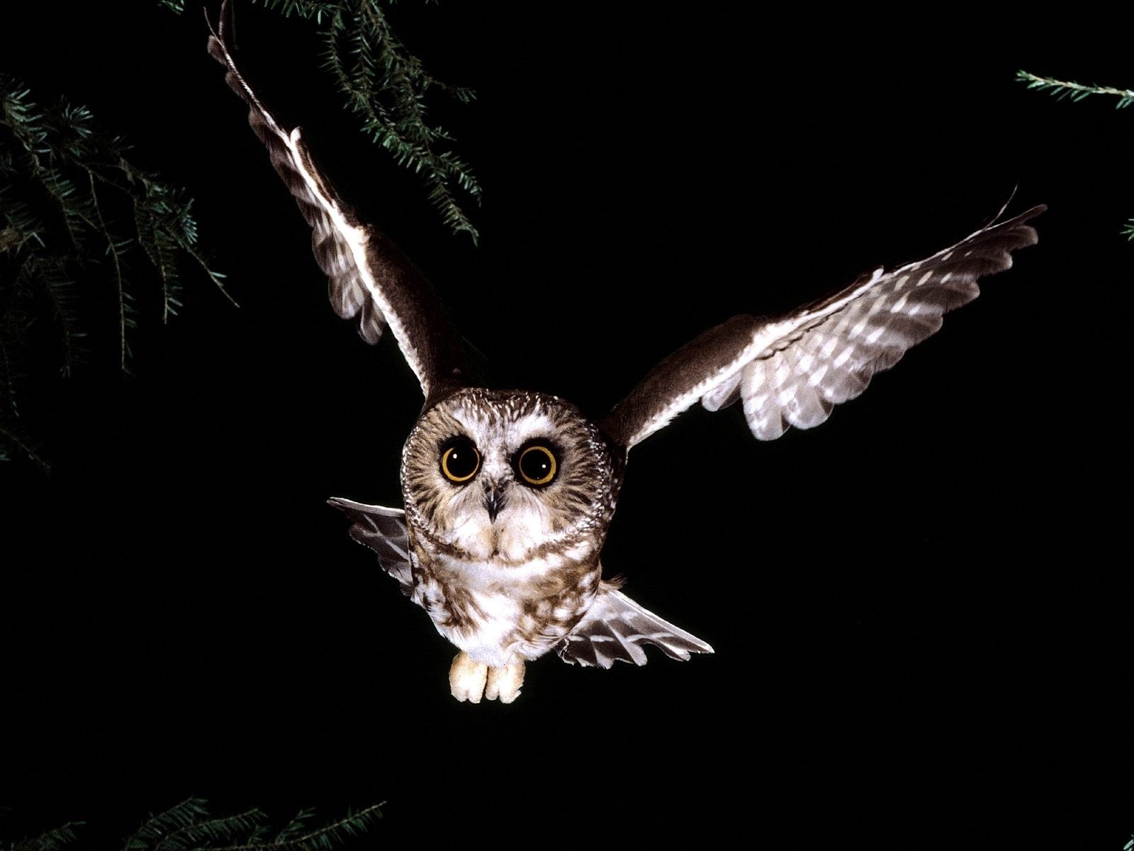 birds, bird of prey, owl, bird, wing, fauna, 1600x1200 px, macro photography