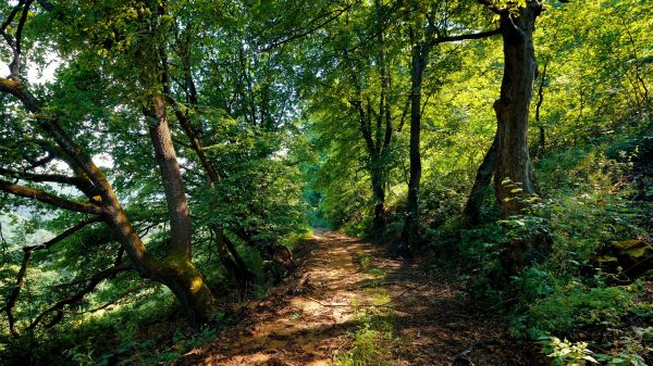 luce del sole,foresta,natura,verde,ramo,natura selvaggia