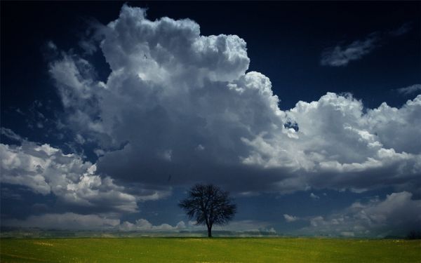 sollys, landskab, natur, himmel, Mark, træer