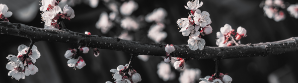 natur,blomster,cherry Blossom,Yin og Yang