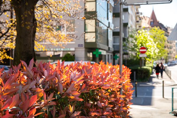 la photographie,des arbres,Urbain,bâtiment,Arbustes,les haies