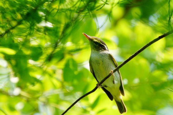 animaux,des oiseaux,faune,la nature