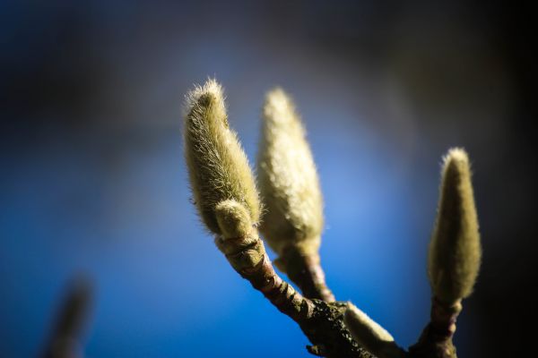 slnečnému žiareniu,príroda,fotografovanie,vetva,odraz,Modrá