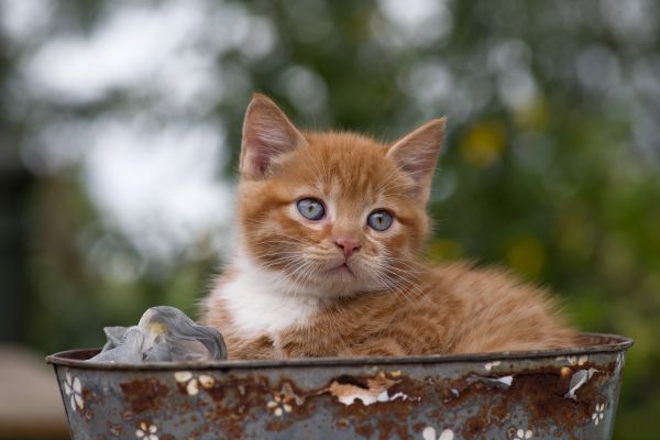 djur,däggdjur,baby djur,kattungar,katter,rost