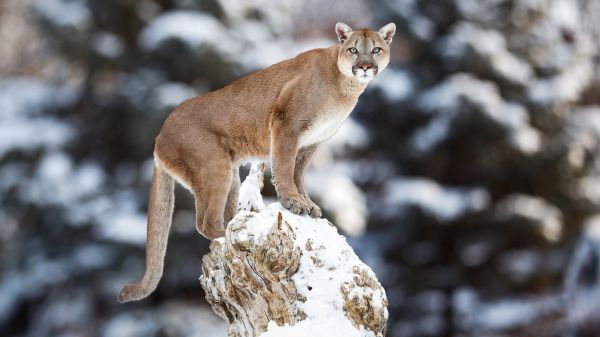 store katter,undersøkelses,Pumas,dyr,cougars,pattedyr