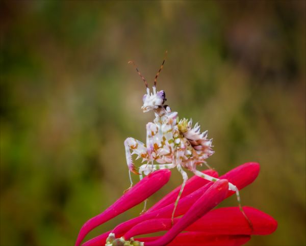 erforschen,Insekt,Insekten,Mantid,Gottesanbeterin,Enviorment