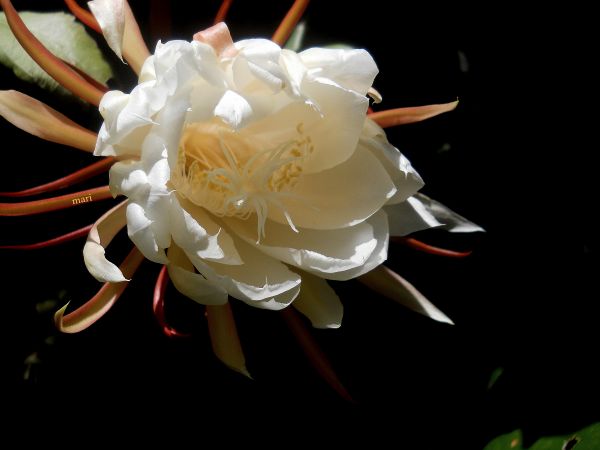 branco,cacto,flor,Primavera,LA,fruta do dragão