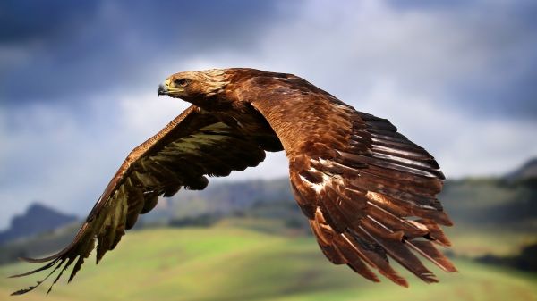 natura,cielo,volante,natura,uccello rapace,aquila