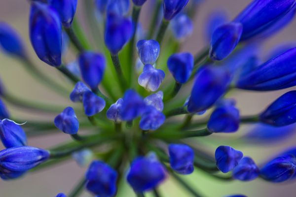 floare, a închide, albastru, plantă, floră, Violet