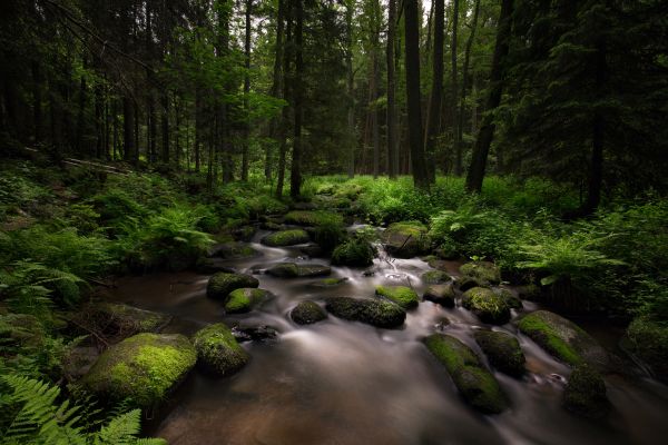 пейзаж, лес, Черный, водопад, воды, камень