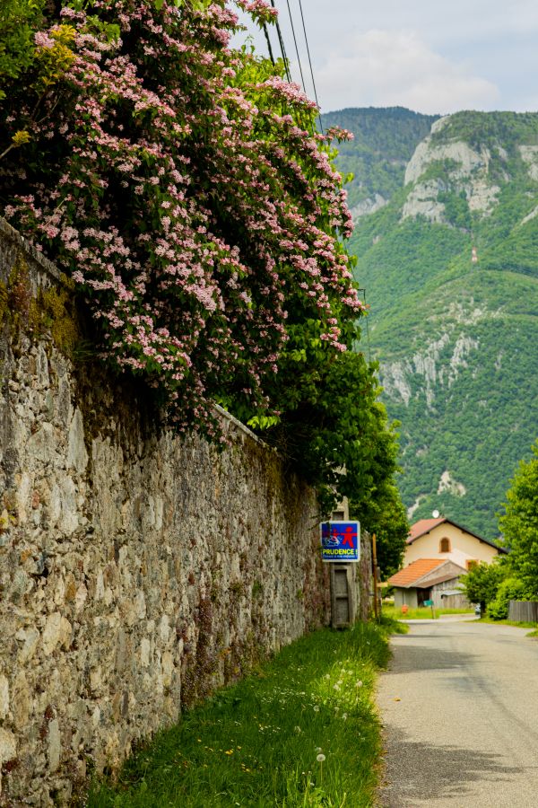 photography,nature,outdoors,mountains,greenery,flowers