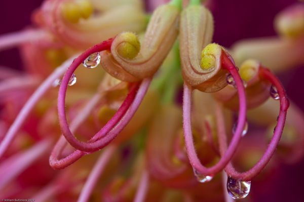 macro,acqua,avvicinamento,goccioline,gocce,flora