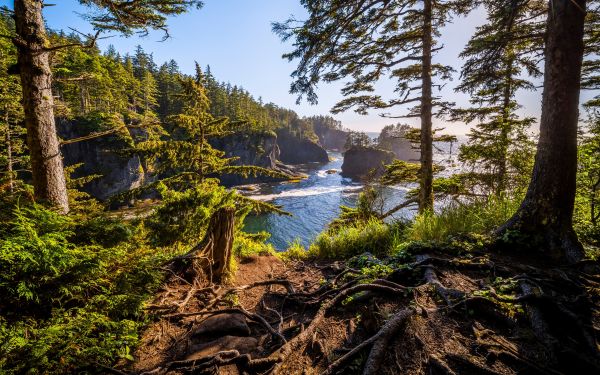 la nature,mer,des arbres,ciel,côte,Roche