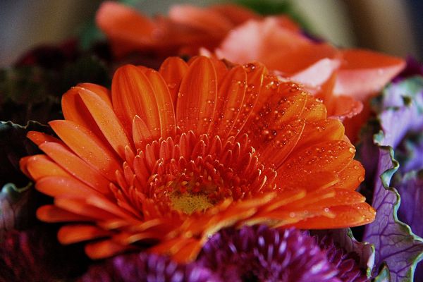 Flores, flor, vermelho, fotografia, Cânone, folha