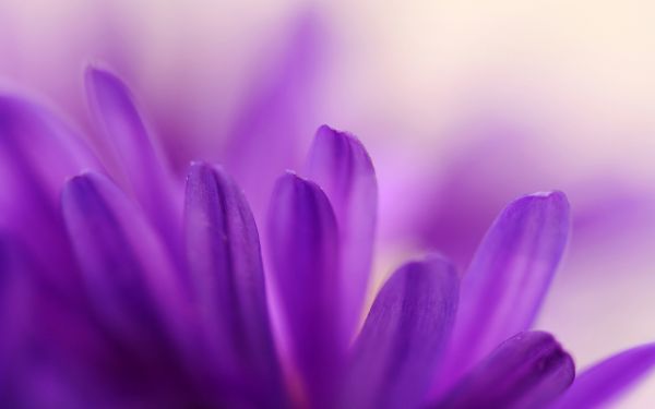 zonlicht,bloemen,natuur,planten,fotografie,Purper